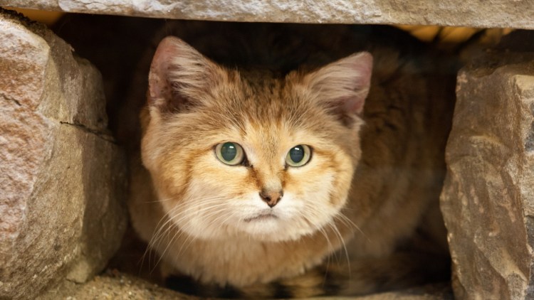 Барханный песчаный кот