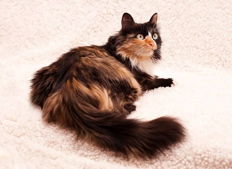 Норвежская Лесная кошка трехцветная