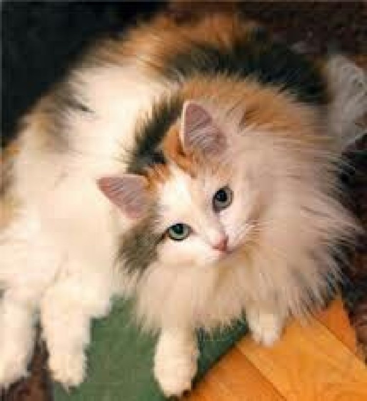 Кошка богатка