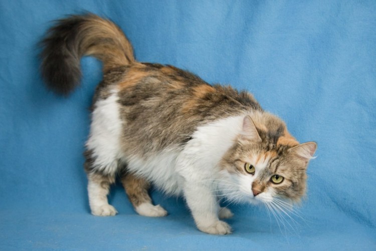 Мейн кун Сибирская Персидская