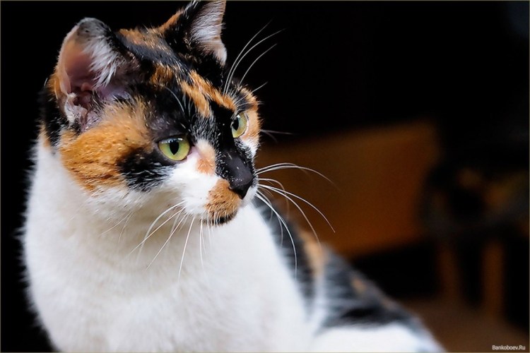 Норвежская Лесная кошка Калико