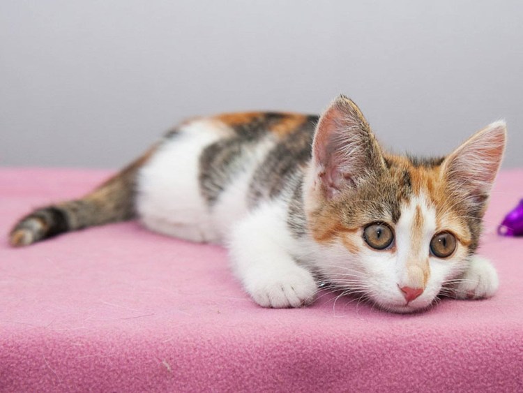 Сибирская трехшерстная кошка