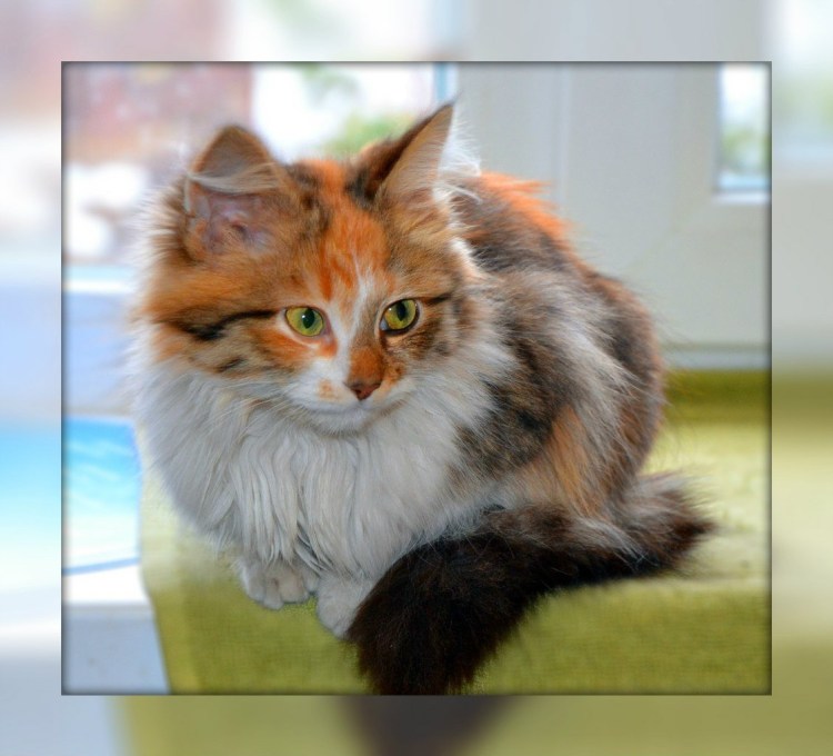 Норвежская Лесная кошка Калико