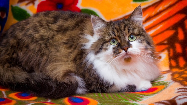 Рагамаффин черепаховый