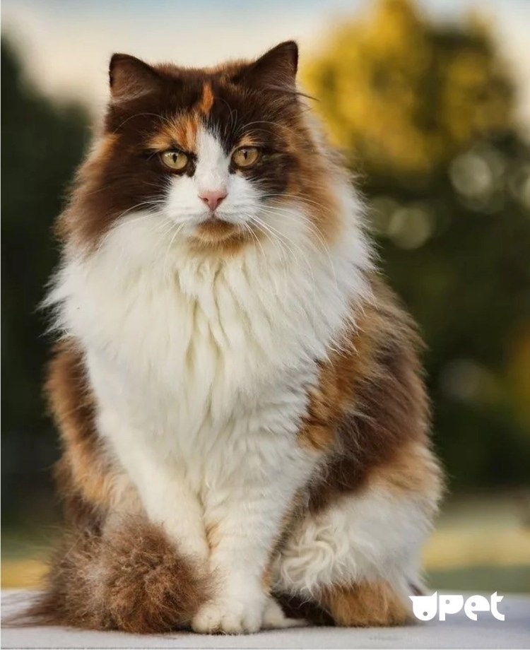 Сибирская ангорская кошка трёхцветная