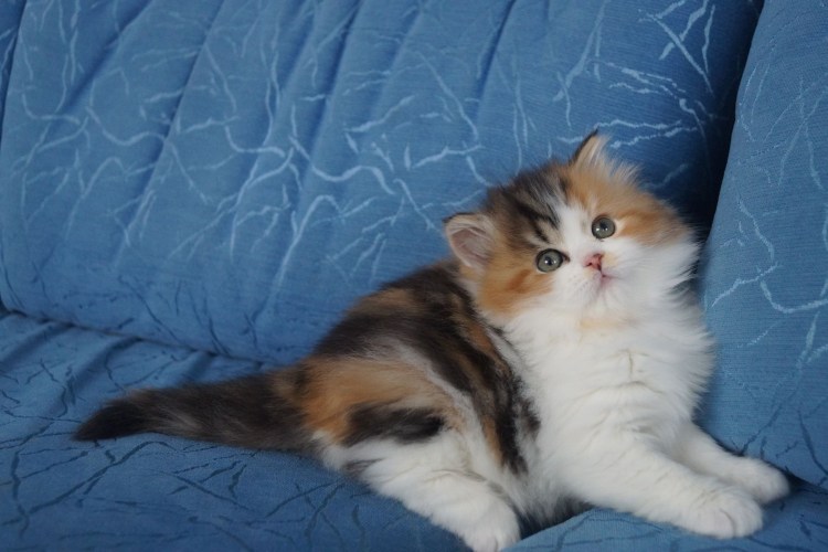 Норвежская Лесная кошка Калико