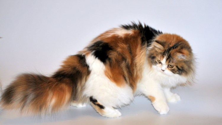 Британская кошка трехцветная