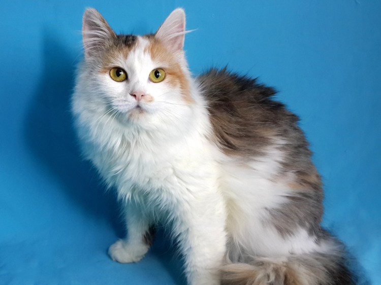 Кошка порода черепаховая фото ушки стоячие плюшевые