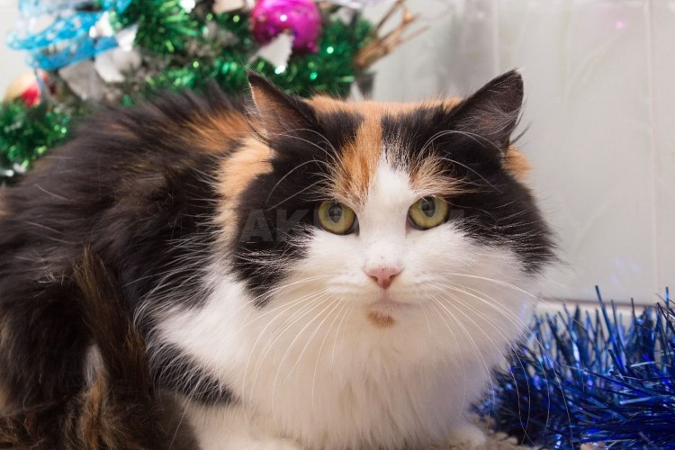 Сибирская черепаховая кошка