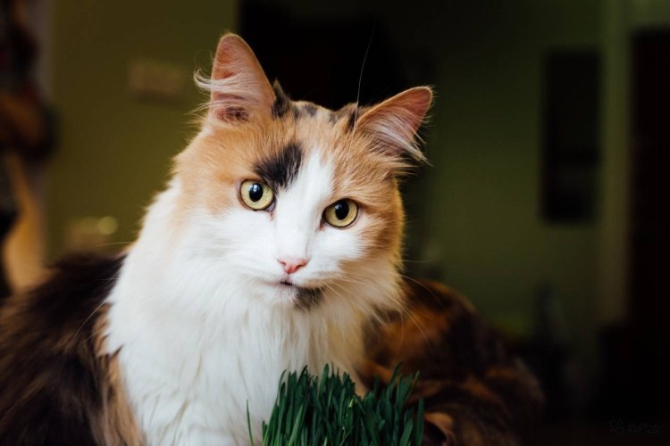 Кошка дворняжка трехцветная