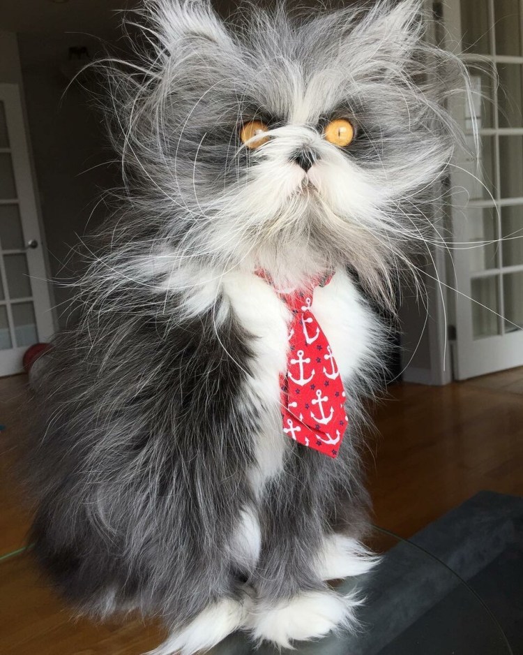 Атчум персидский кот