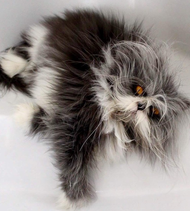 Кот Чихун порода