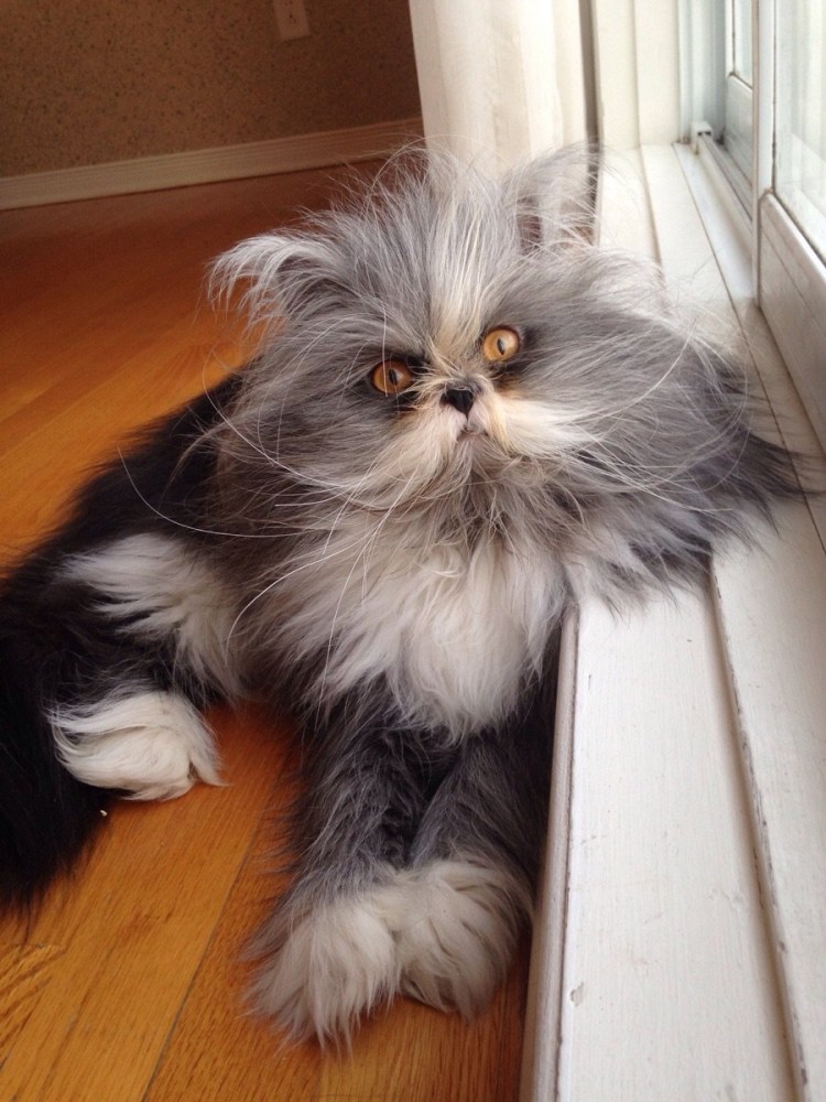 Канадский кот Атчум