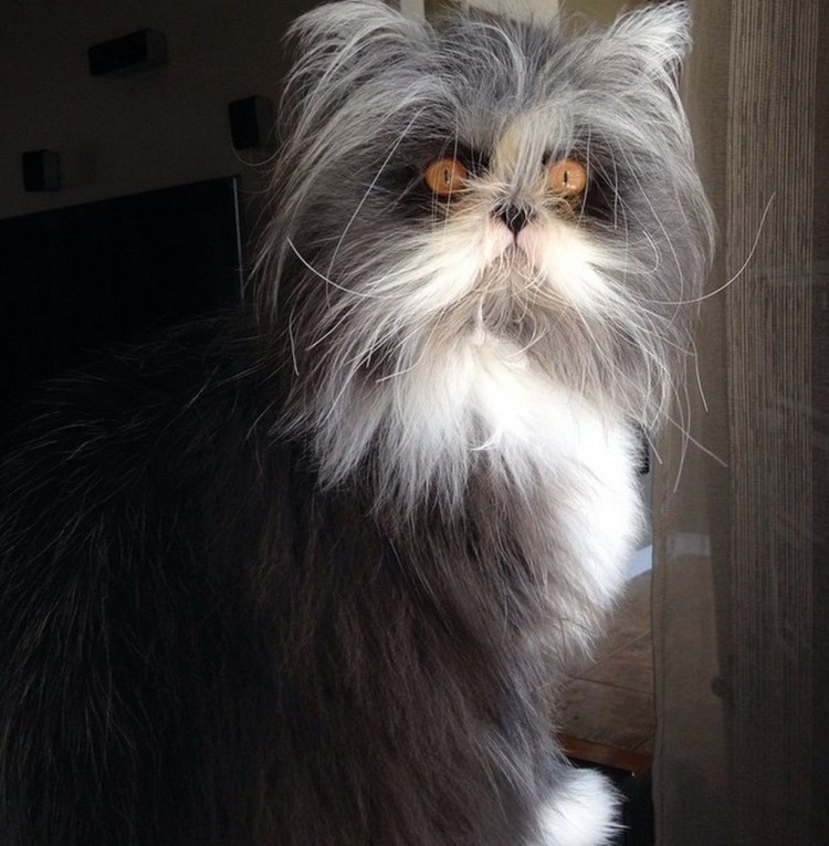 Gif Ёжкины коты Атчум