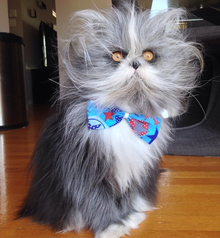 Кошка Атчум