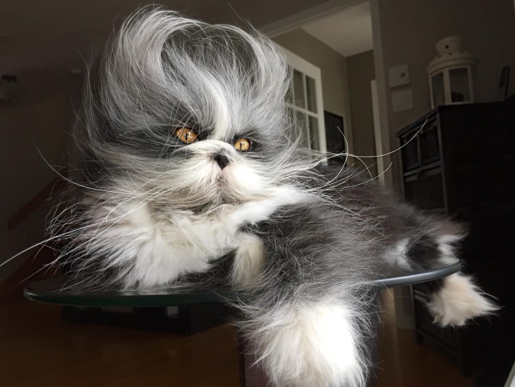 Атчум порода