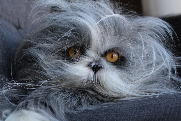 Atchoum кот порода