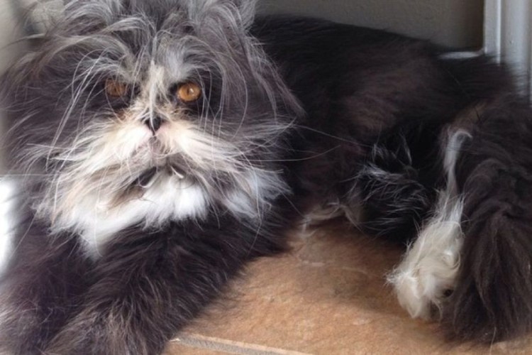 Лохматые коты Атчум