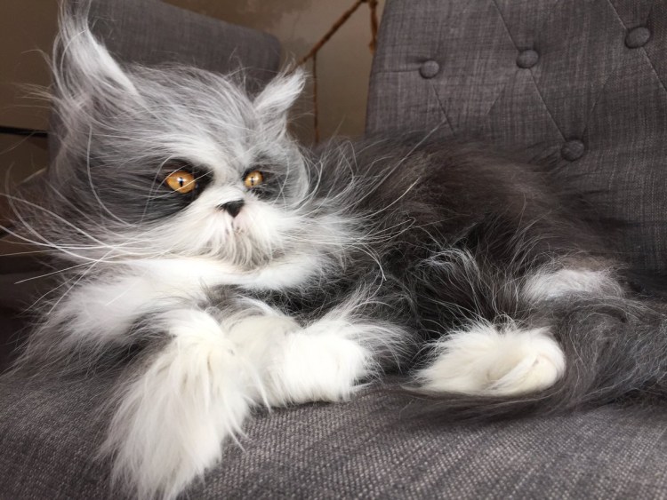 Гипертрихоз у кошек