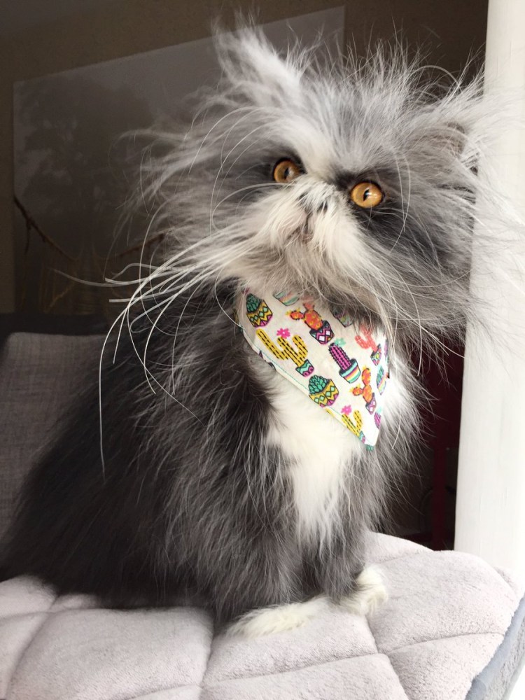 Атчум порода