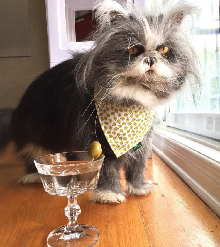 Персидская кошка Атчум