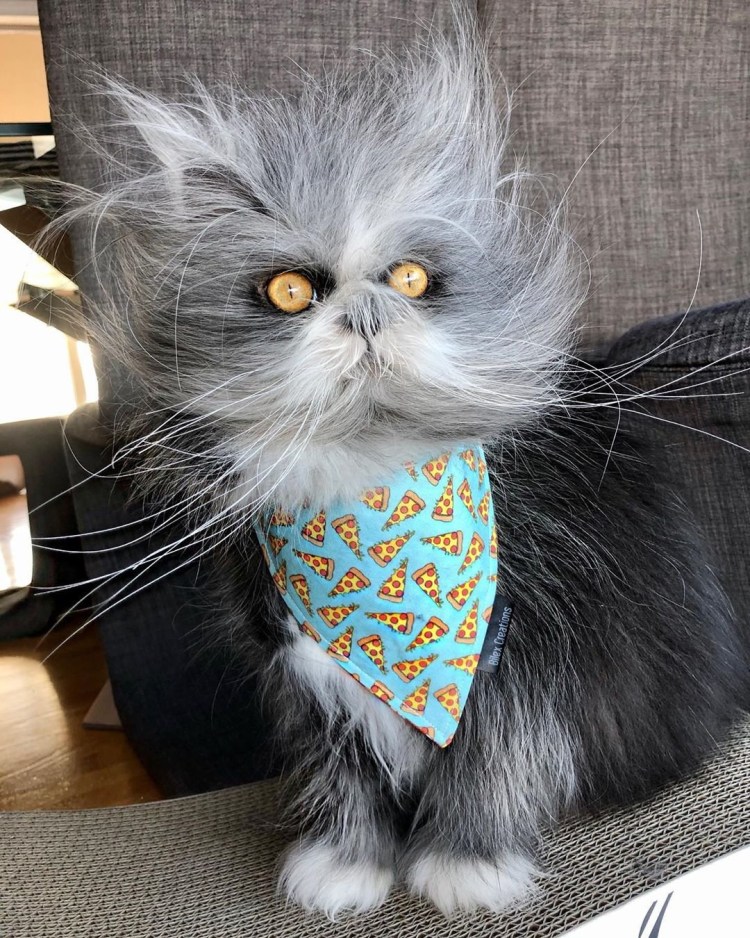 Канадский кот Атчум