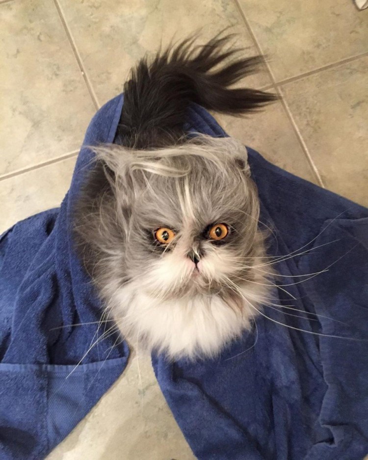 Лохматые коты Атчум