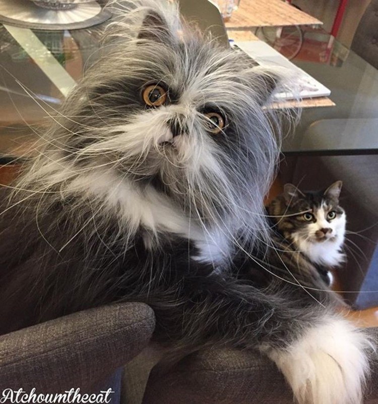 Атчум персидский кот