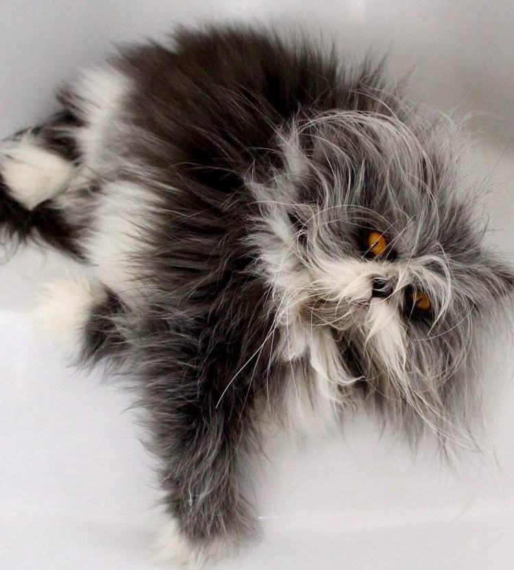 Необычные котята