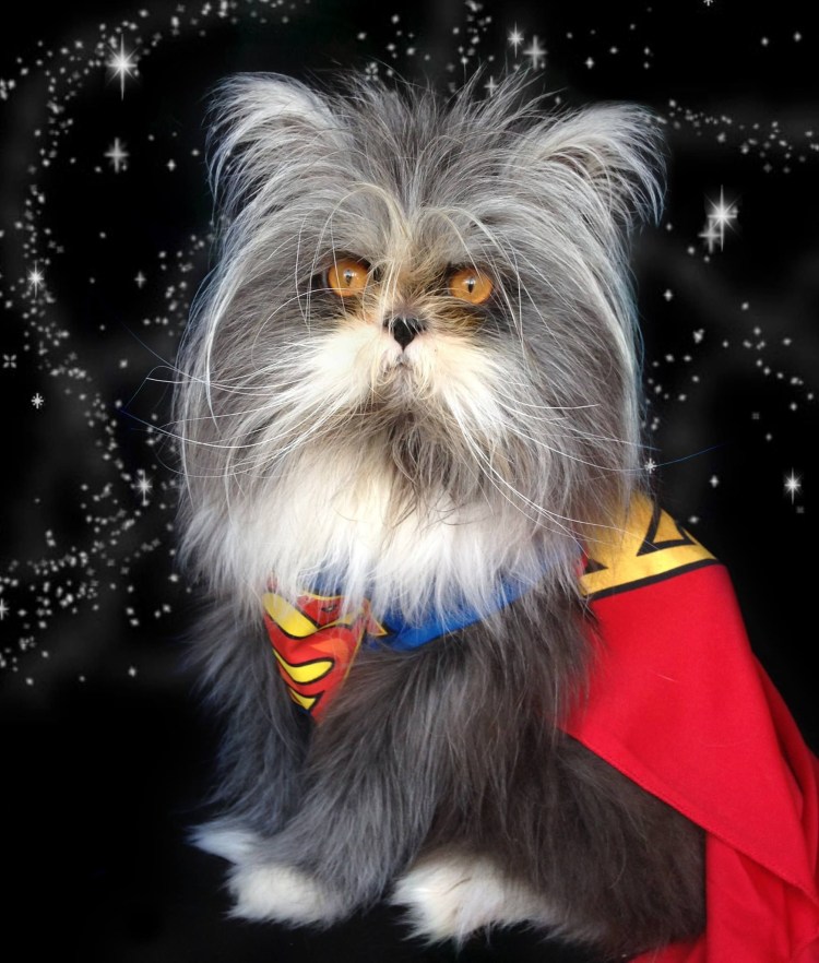 Кот Атчум порода