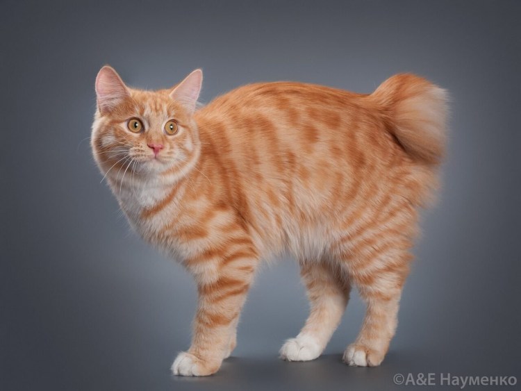 Бобтейл кот