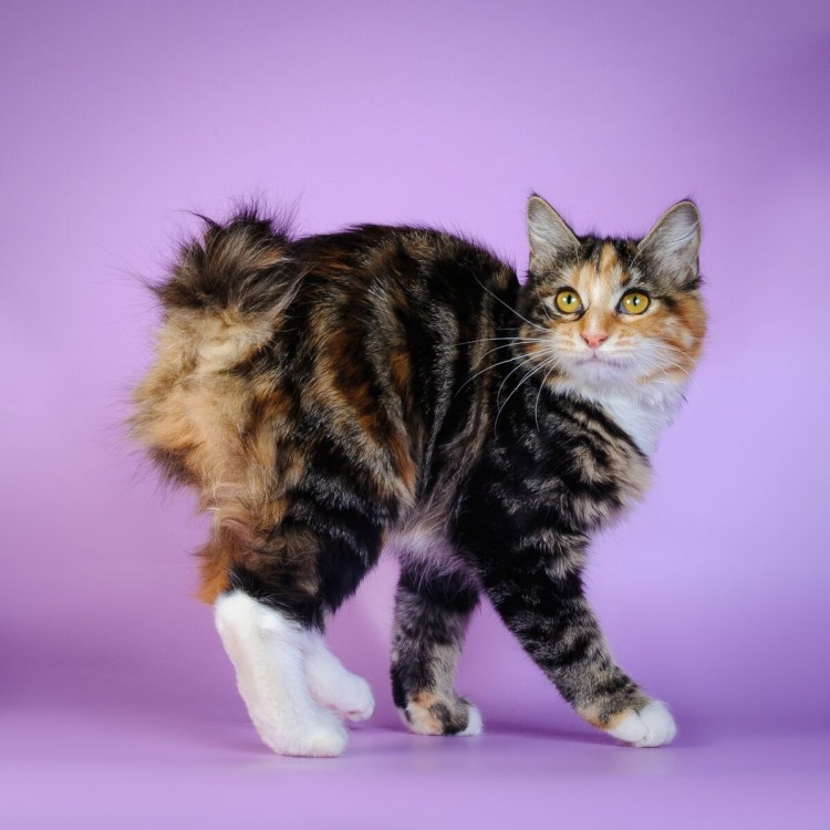 Курильский бобтейл