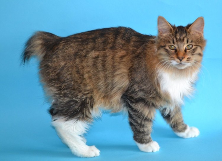 Курильский бобтейл