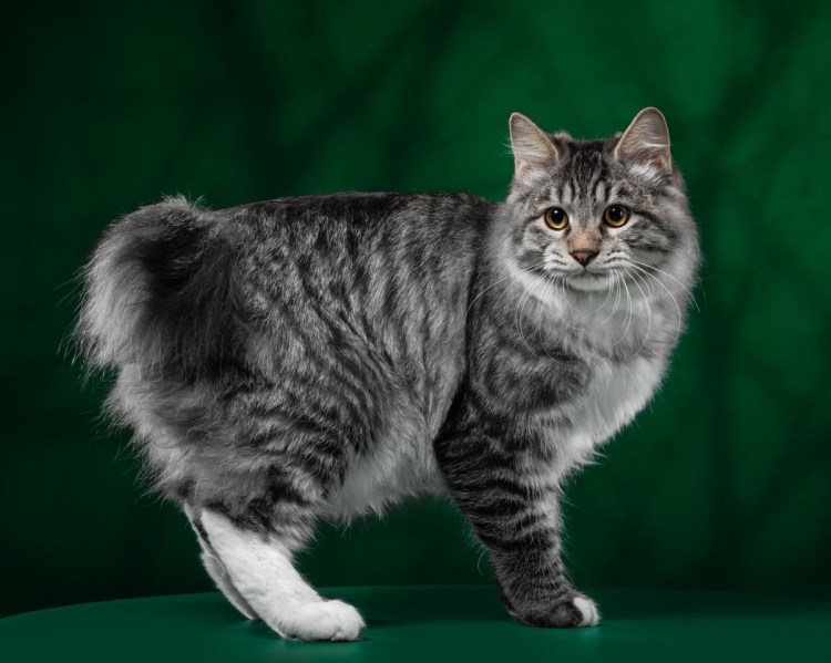 Американский бобтейл кошки