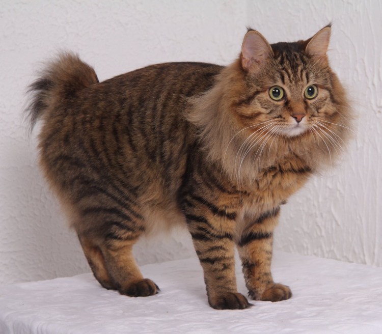 Курильский бобтейл