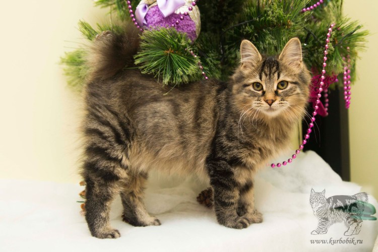 Курильский бобтейл гладкошерстный