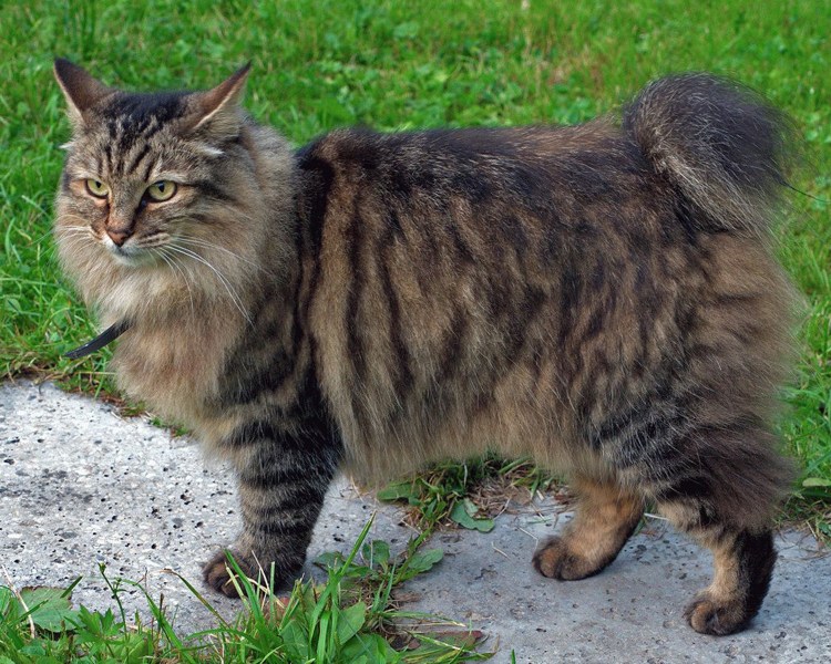 Американский бобтейл (Пикси Боб)