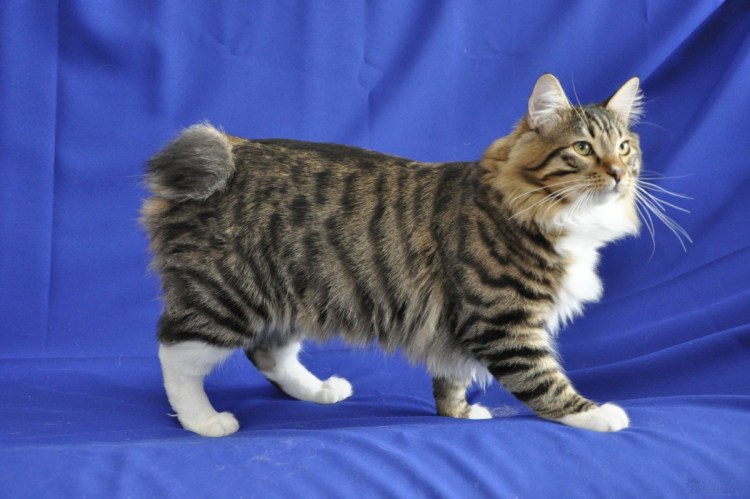 Бобтейл котенок