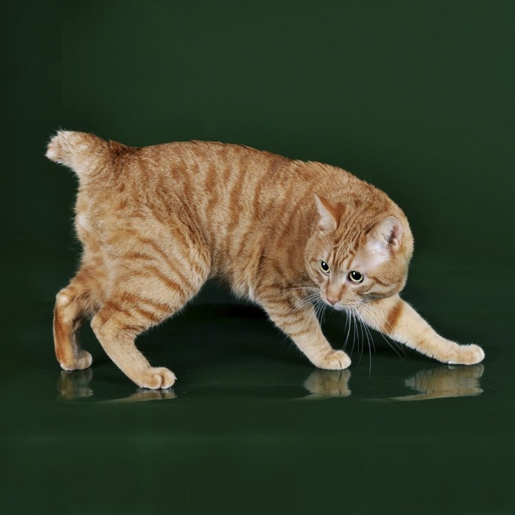 Курильский бобтейл Рысь