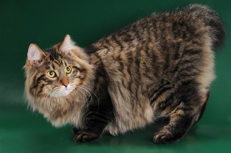 Курильский бобтейл