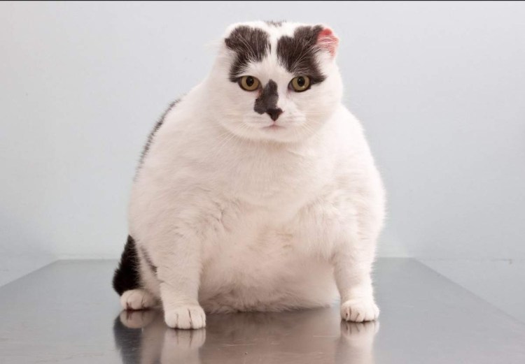 Overweight Cat