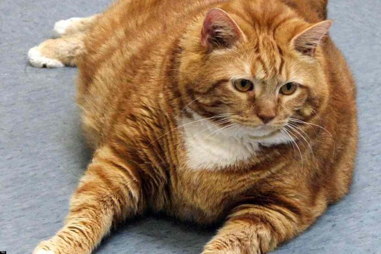 Толстая кошка