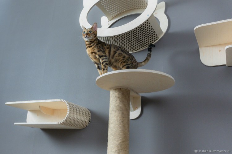 Кошачий комплекс для Мейн куна