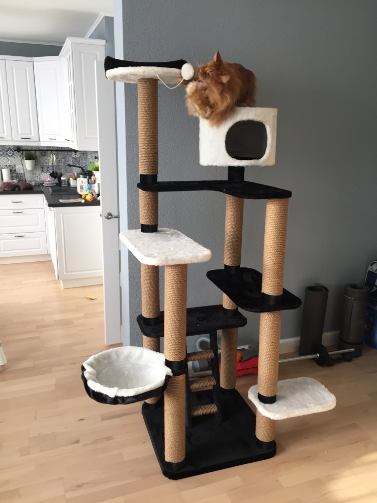 Комплекс для кошки с домиком