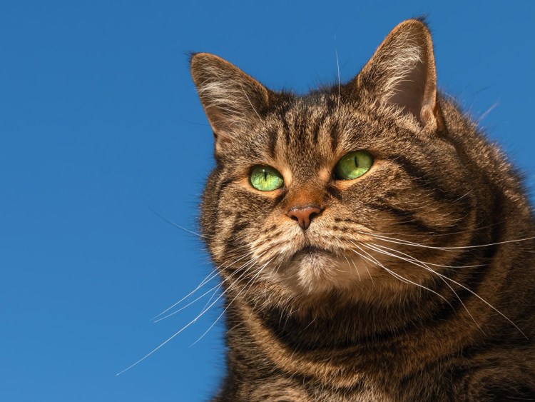 Харизматичные коты