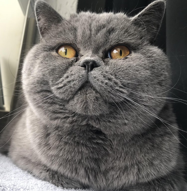 Рыжая кошка