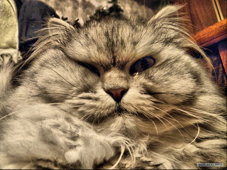 Жирный полосатый кот