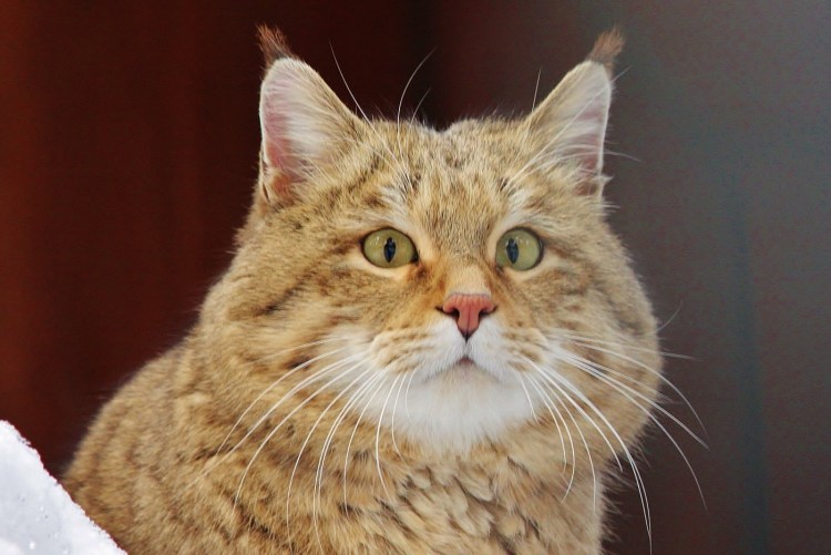 Рыжий кот