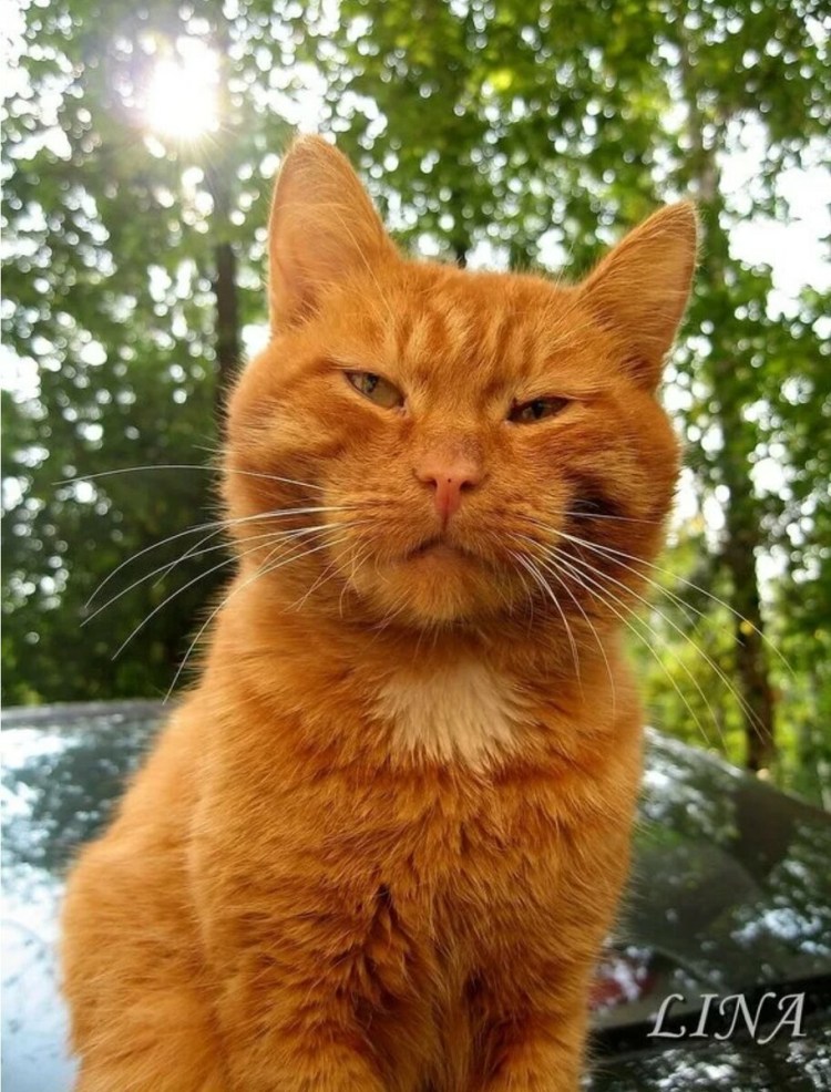 Злой рыжий кот