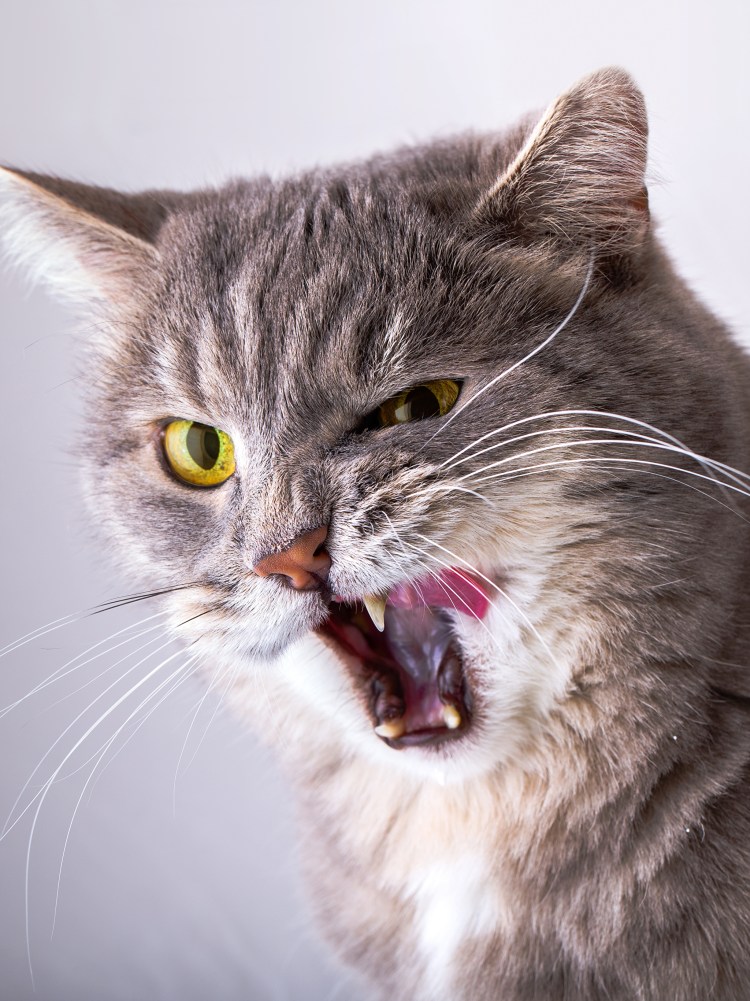 Толстый наглый кот